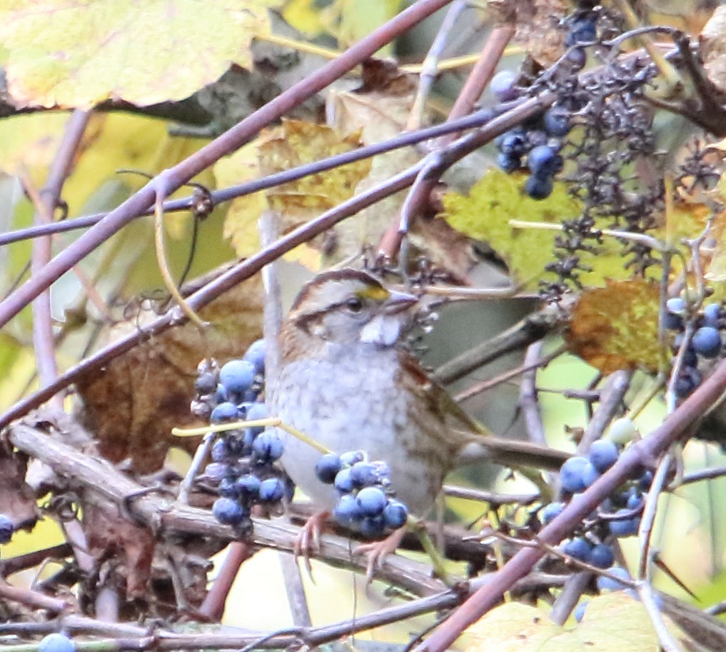 White-throated Sparrow - ML384050581