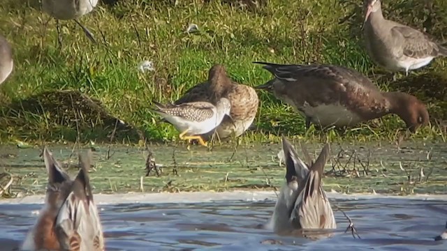 Lesser Yellowlegs - ML384051441