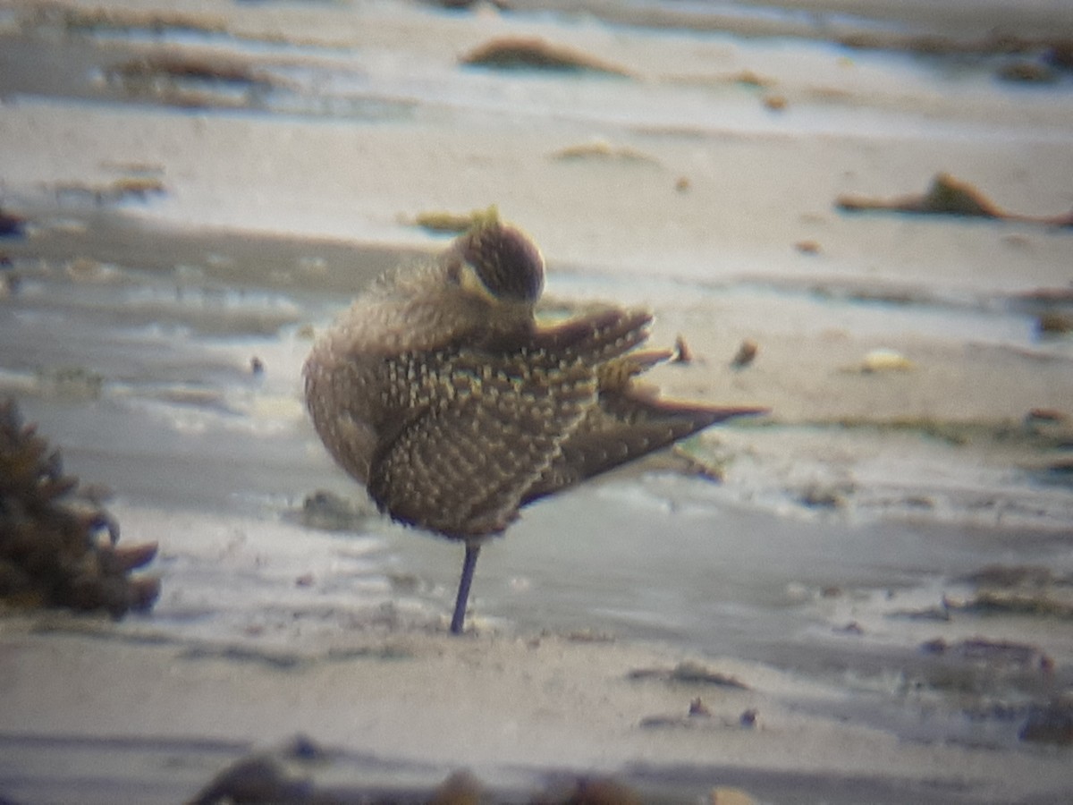 American Golden-Plover - ML384052011