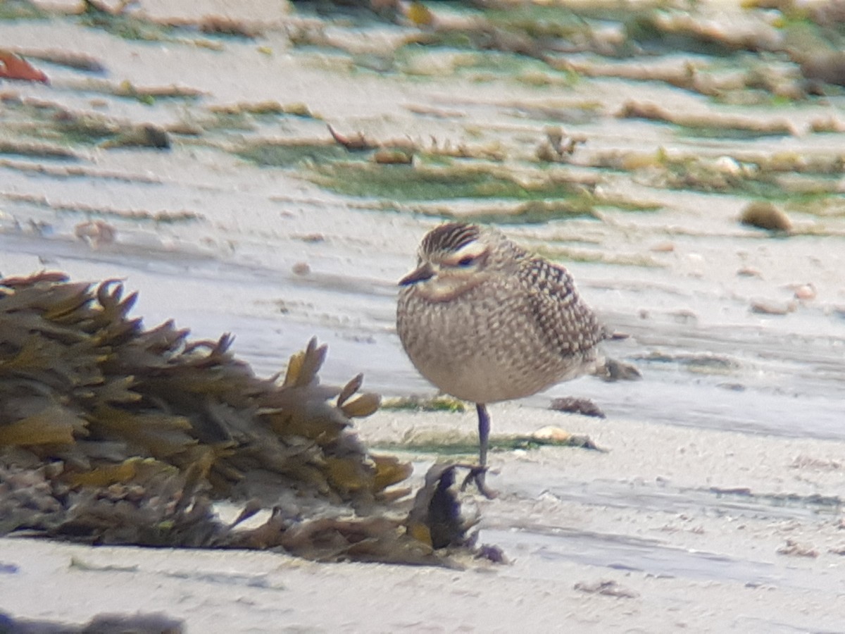 American Golden-Plover - ML384052031