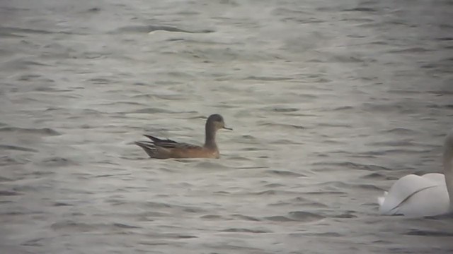 American Wigeon - ML384052471