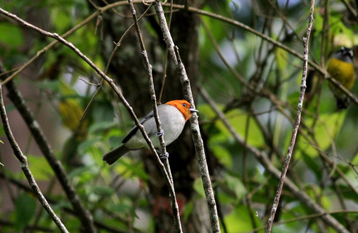 Fulvous-headed Tanager - Jay McGowan