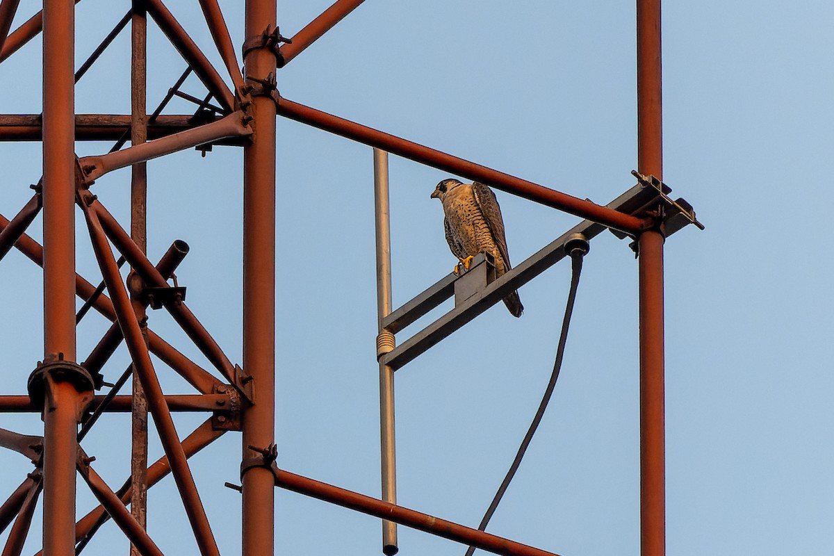 Peregrine Falcon - ML384056741