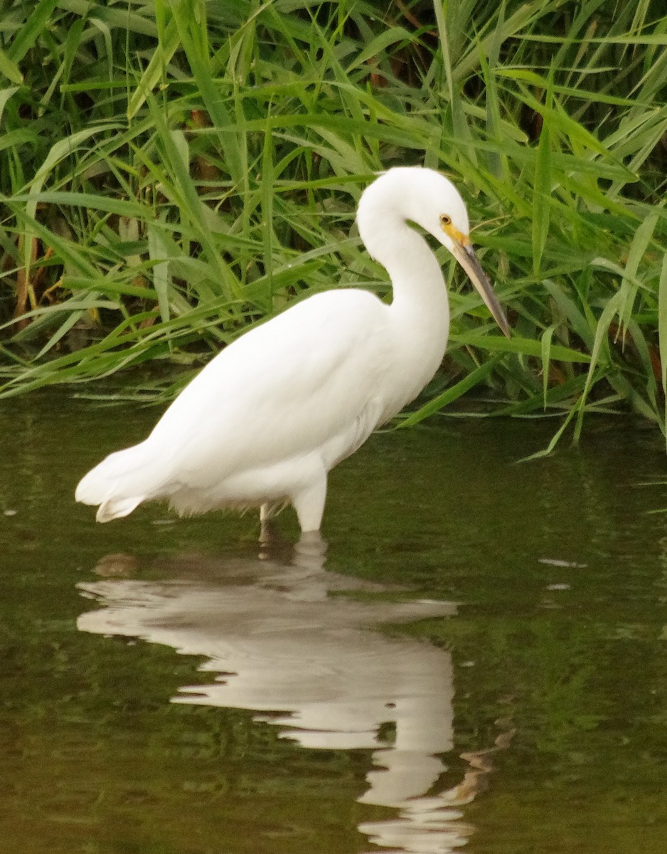 Snowy Egret - ML384057181