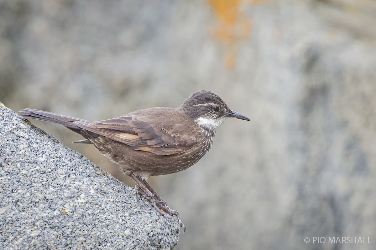 Seaside Cinclodes - ML384057341