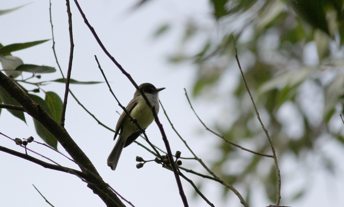 Pale-edged Flycatcher - ML38405741