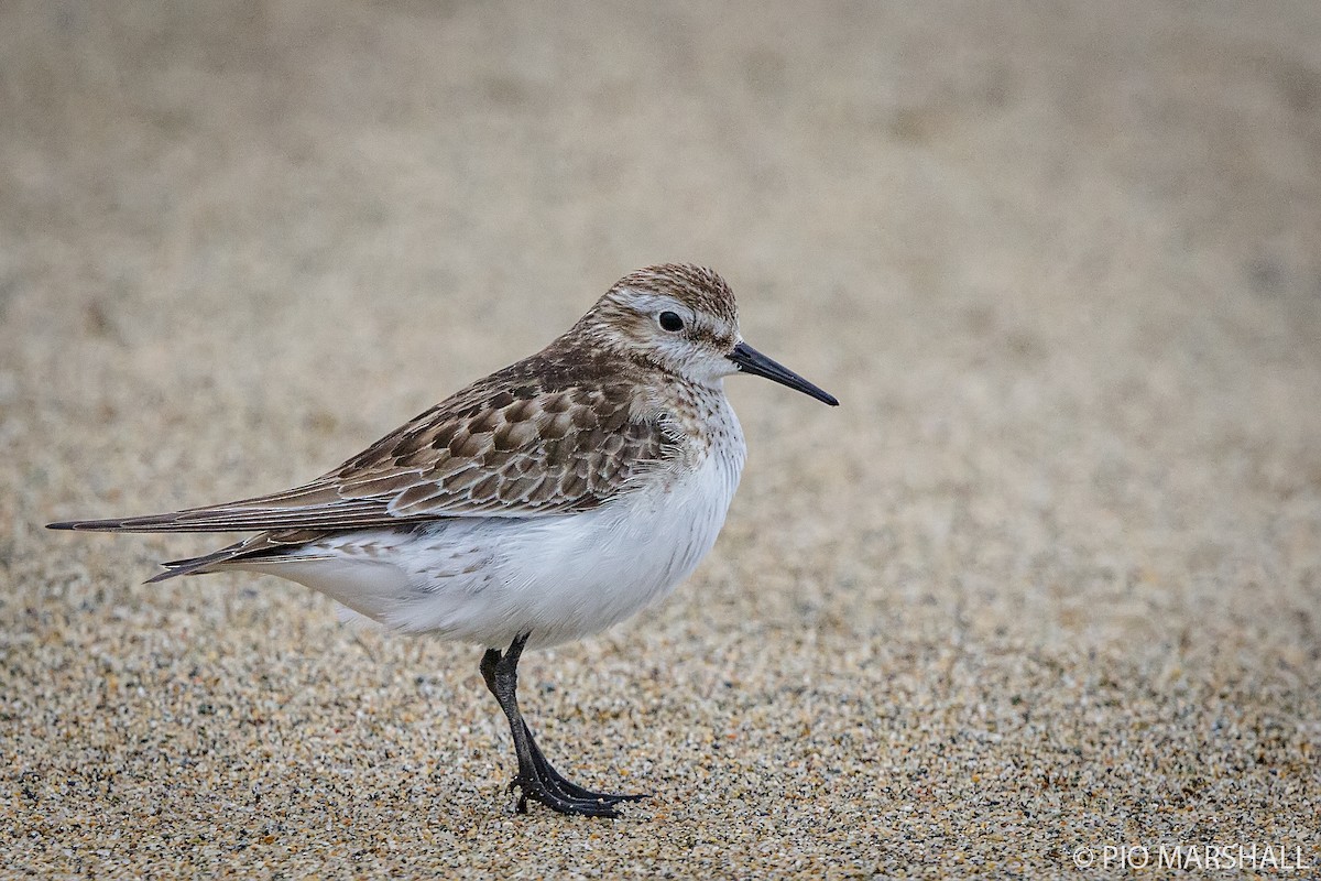 Baird's Sandpiper - Pio Marshall