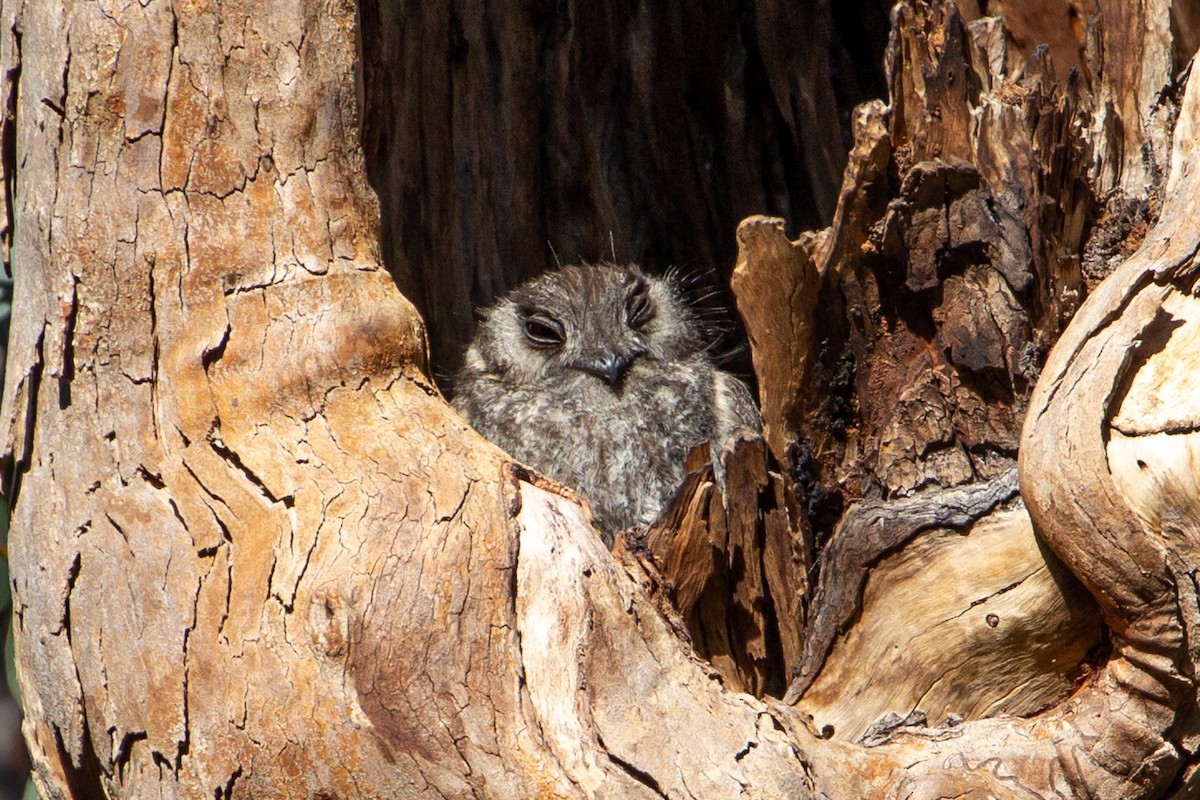 Australian Owlet-nightjar - Joel Poyitt