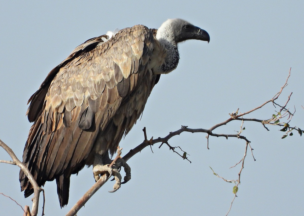 Buitre Dorsiblanco Africano - ML384058301