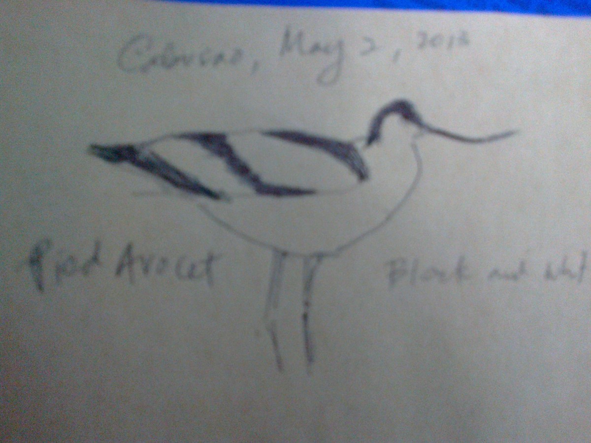 Pied Avocet - ML38405831