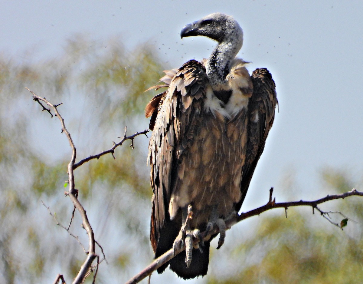 White-backed Vulture - ML384058351