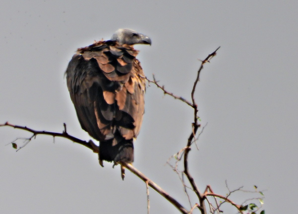 White-backed Vulture - ML384058361