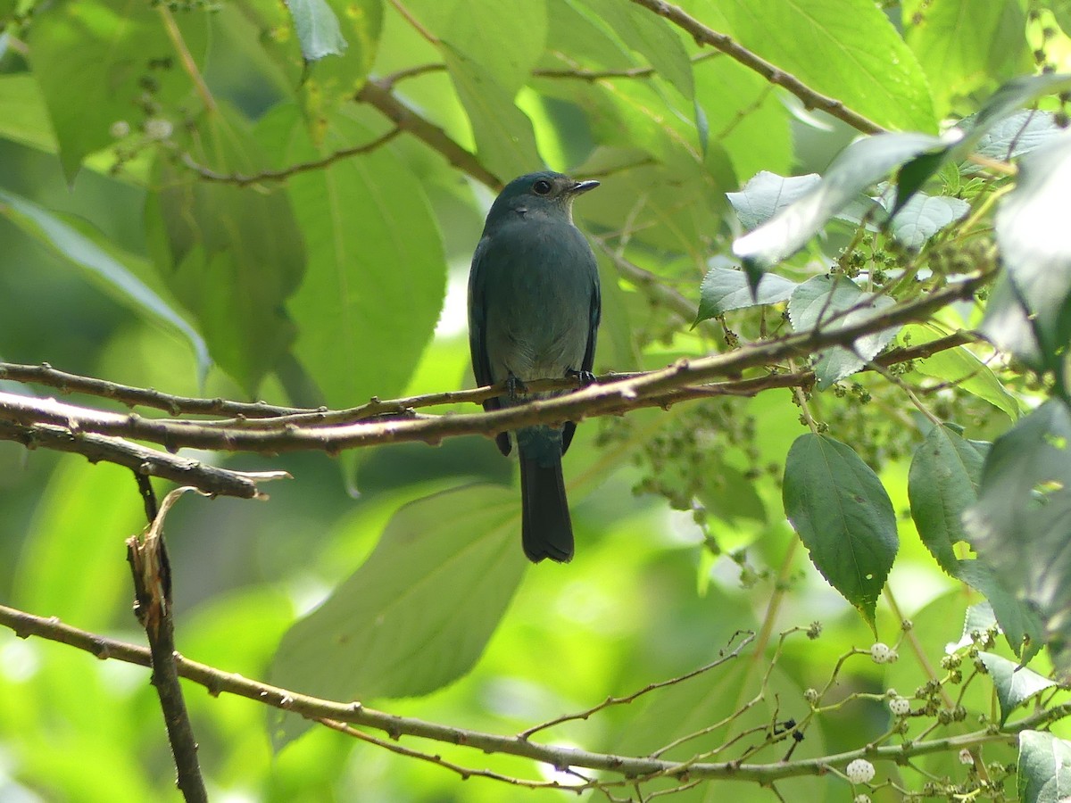 Verditer Flycatcher - ML384058381