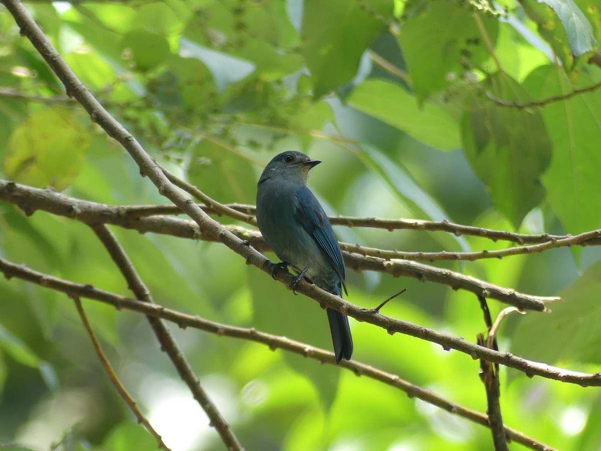 Verditer Flycatcher - ML384058391