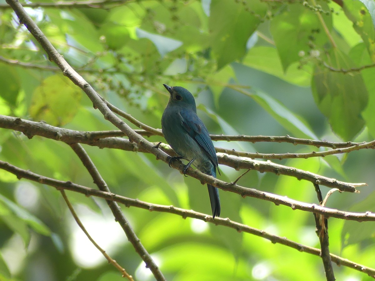 Verditer Flycatcher - ML384058401