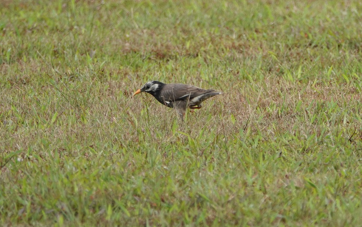 White-cheeked Starling - ML384058601