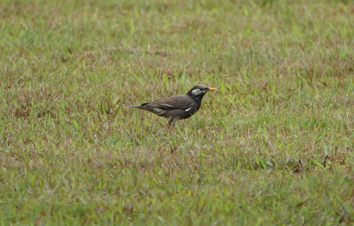 White-cheeked Starling - ML384058611