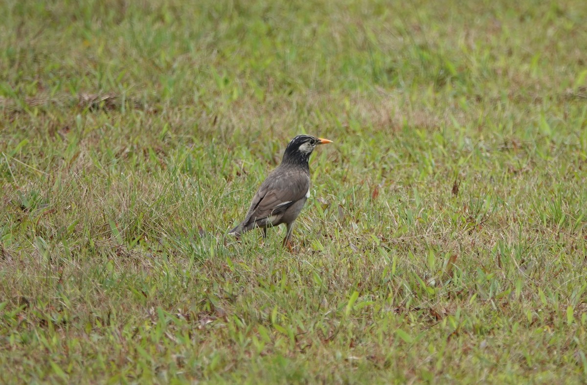 White-cheeked Starling - ML384058621