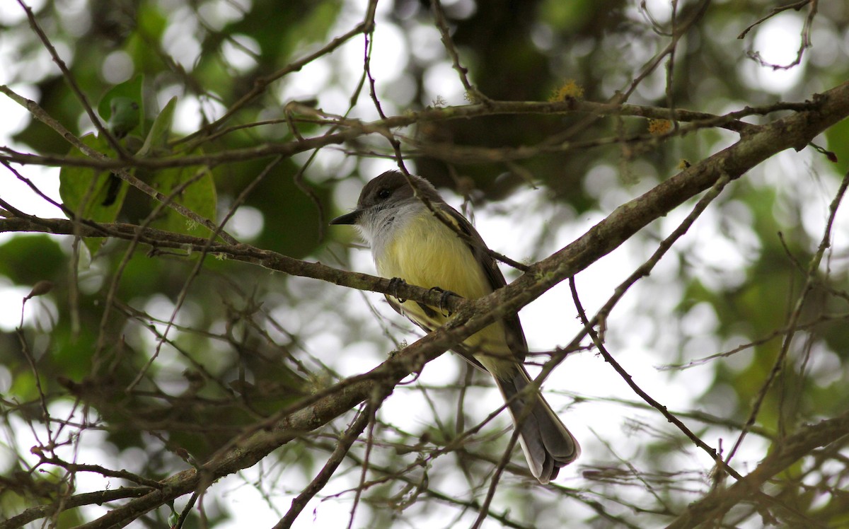 Pale-edged Flycatcher - ML38405891