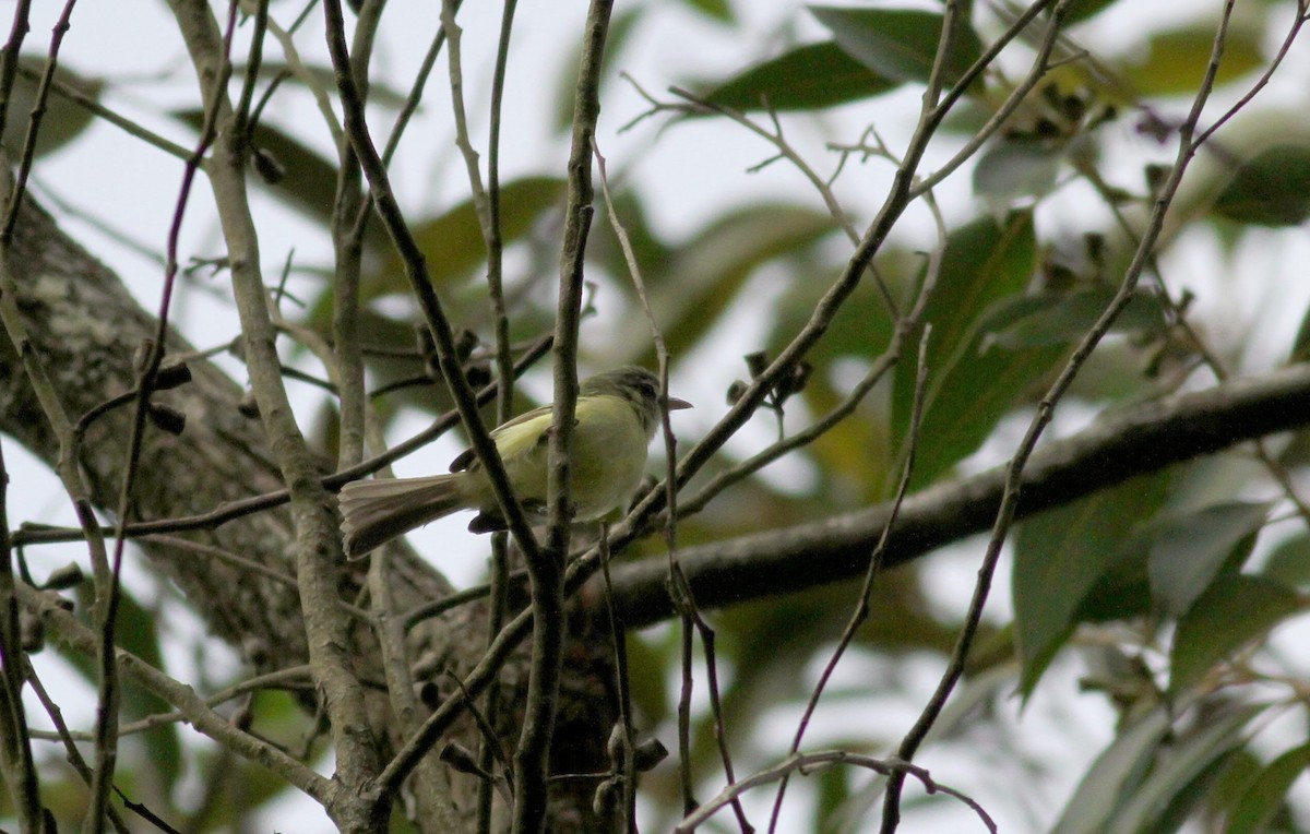 Yellow-olive Flatbill (exortivus) - ML38405911