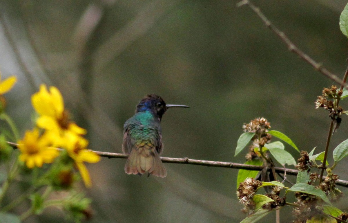 kolibřík zlatochvostý - ML38405981