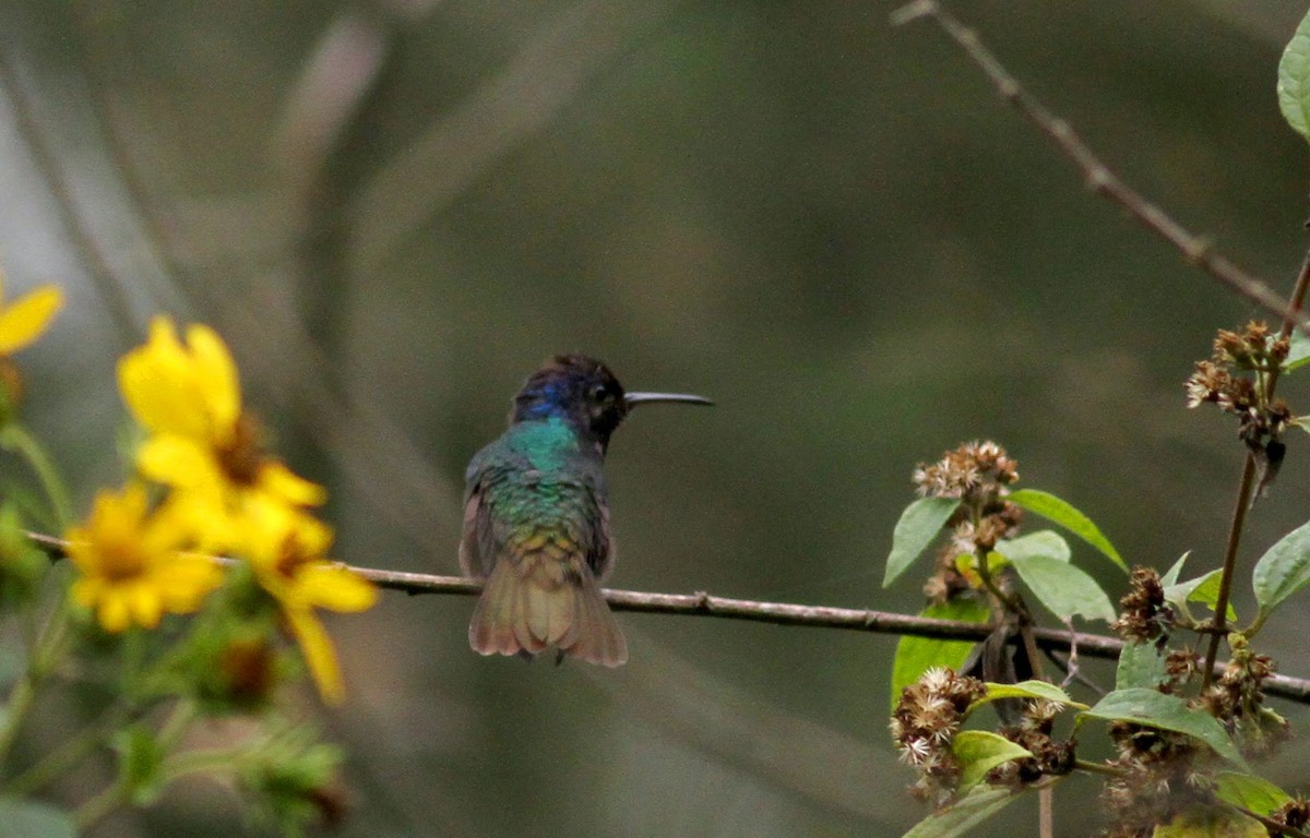 Golden-tailed Sapphire - ML38405981