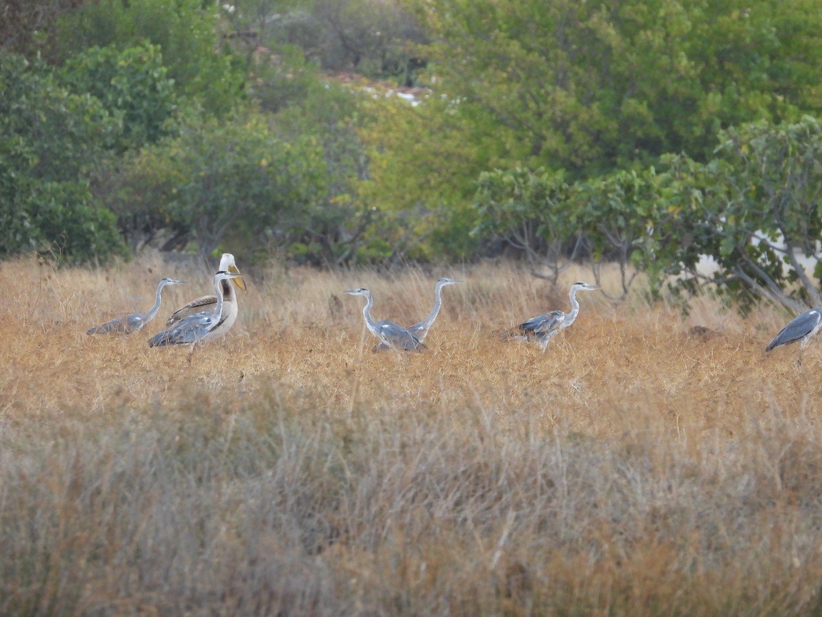 Gray Heron (Gray) - ML384059851