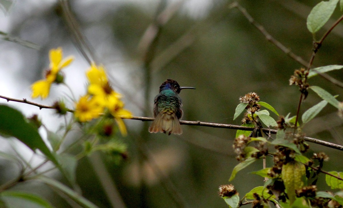 Golden-tailed Sapphire - ML38405991