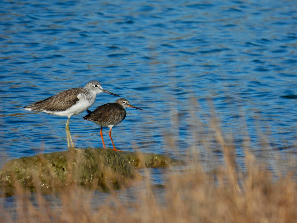 Common Redshank - ML384060661