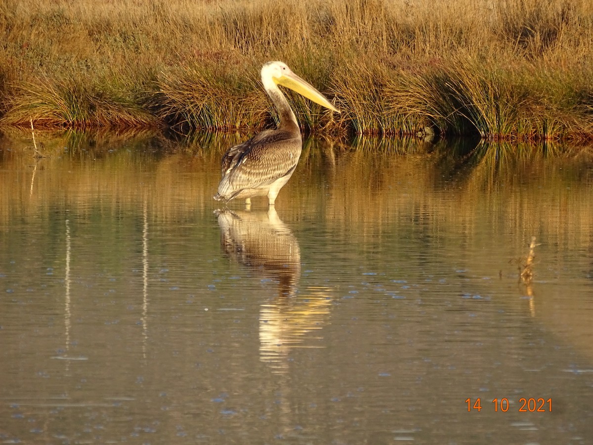 Great White Pelican - serap yurdaer