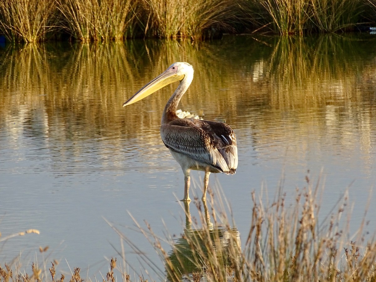 Great White Pelican - ML384060921