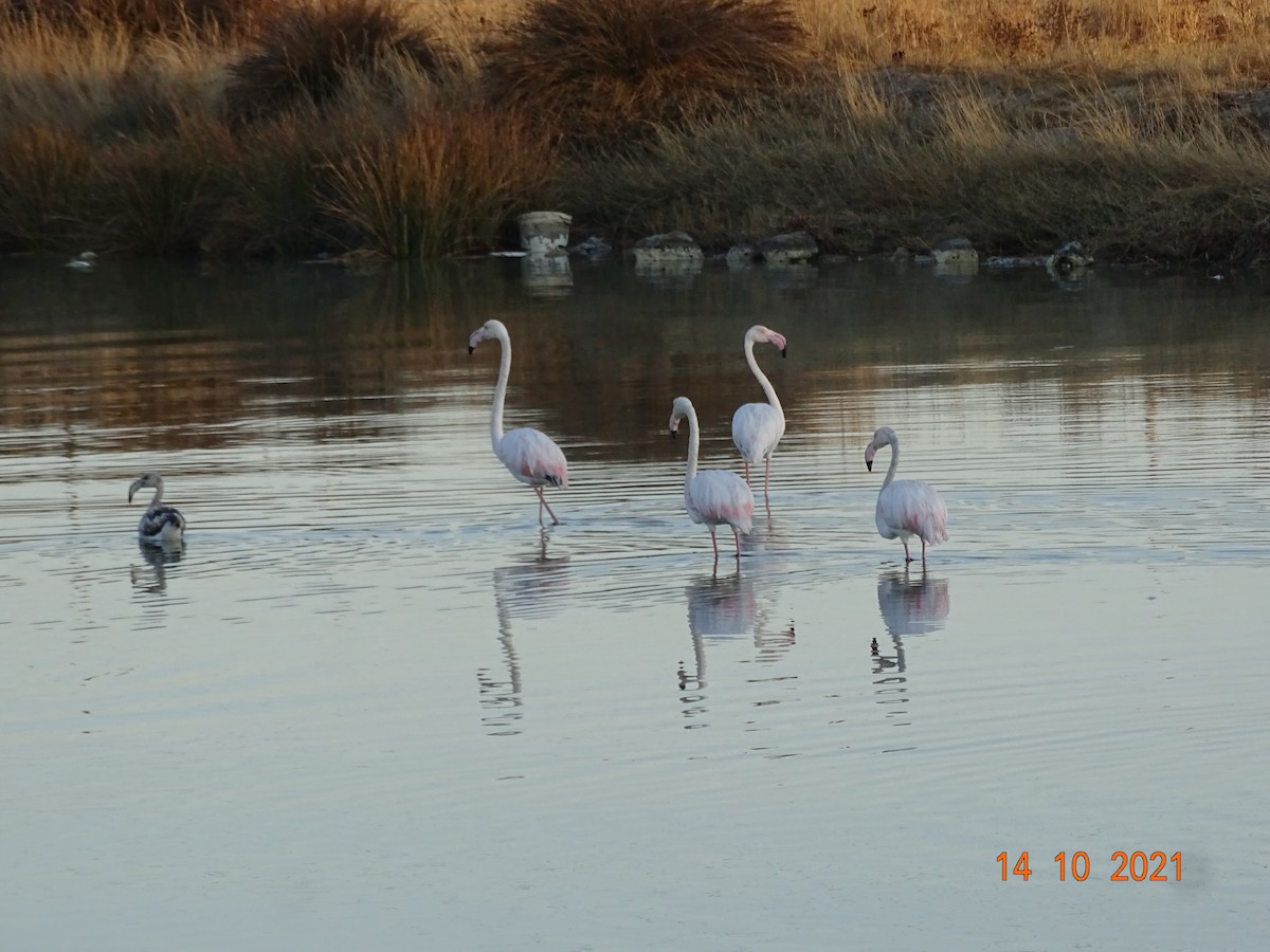 Greater Flamingo - serap yurdaer