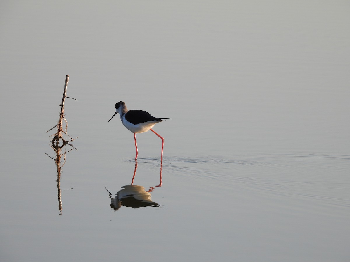 Black-winged Stilt - ML384061231