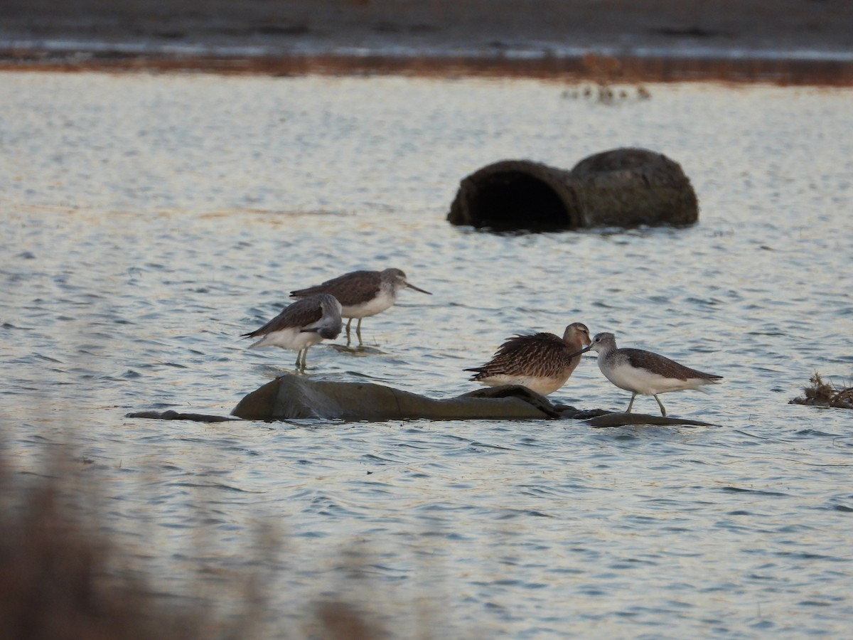 Common Greenshank - ML384061311