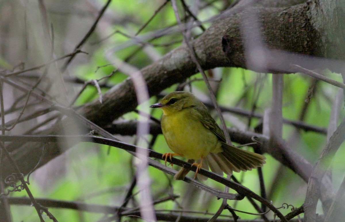 Flavescent Warbler - Jay McGowan