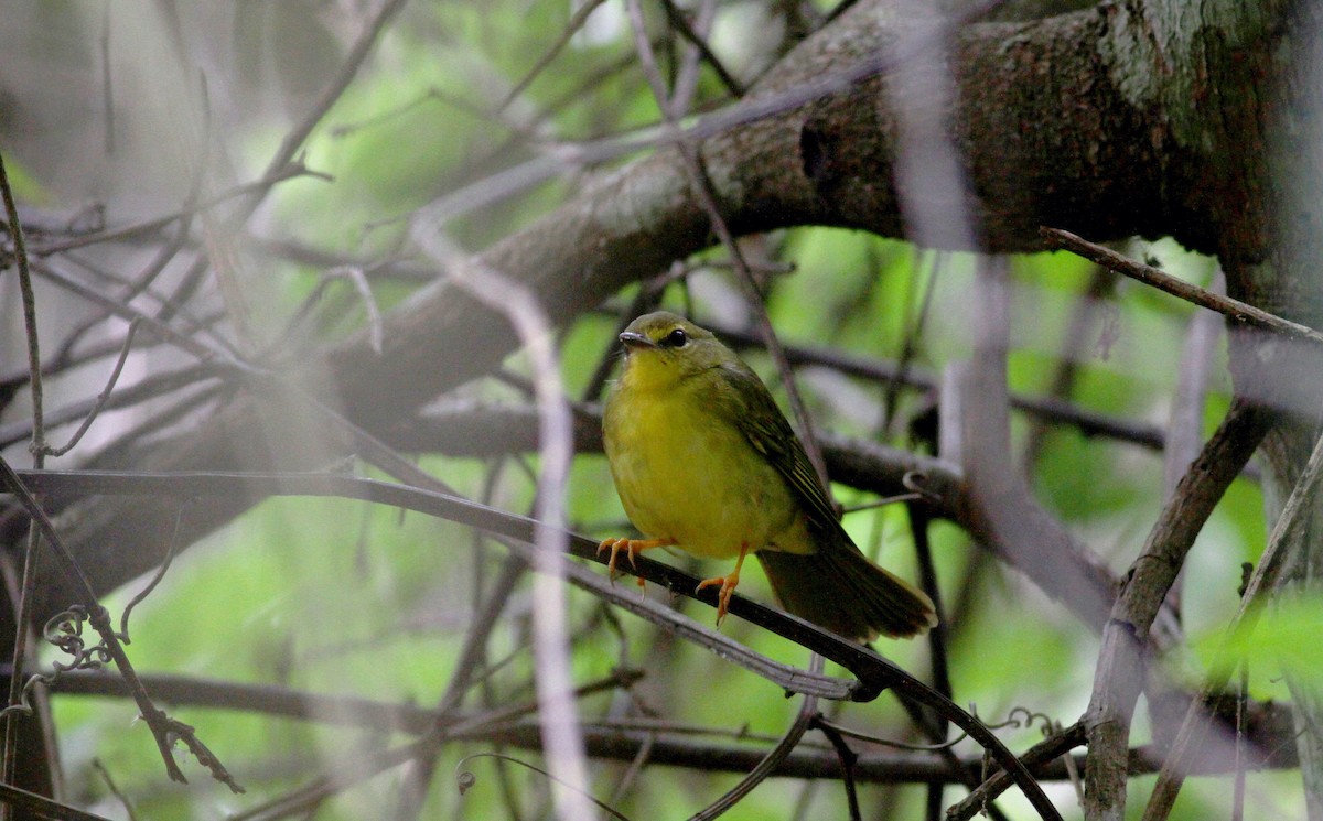 Flavescent Warbler - Jay McGowan