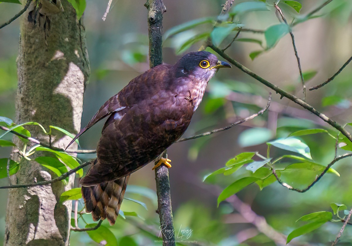 Philippine Hawk-Cuckoo - ML384062161