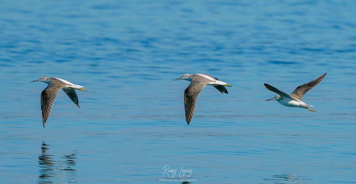 Common Greenshank - ML384062171