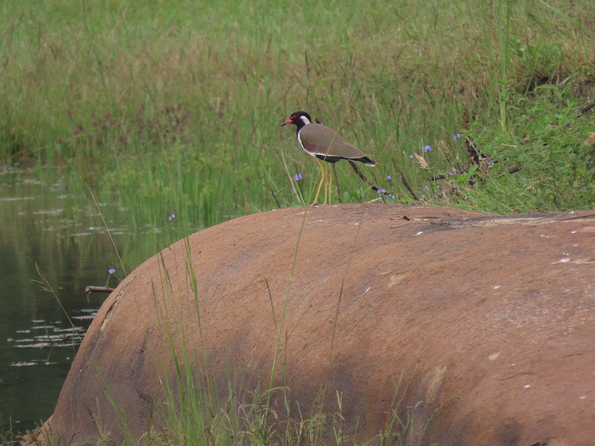 Red-wattled Lapwing - ML384062181