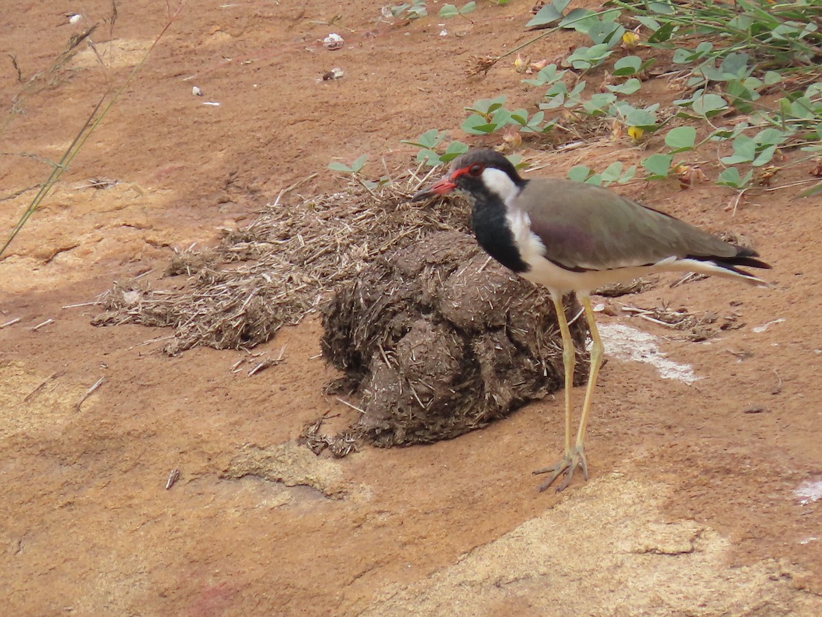 Red-wattled Lapwing - ML384062191