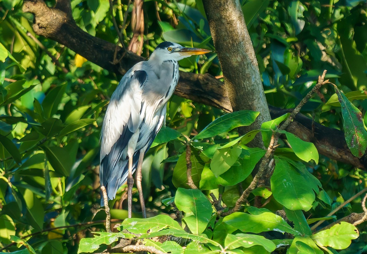 Gray Heron - ML384062201