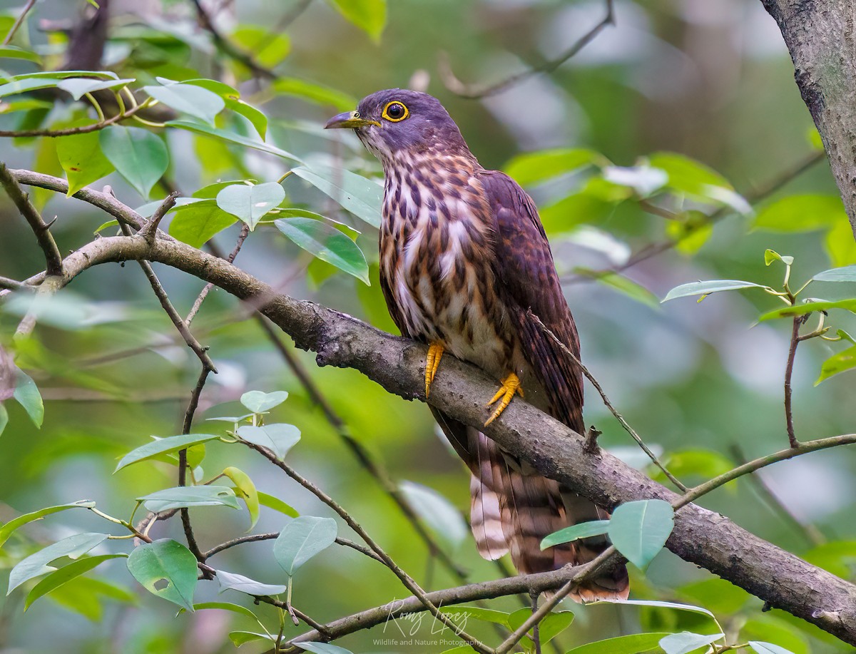 Philippine Hawk-Cuckoo - ML384062221