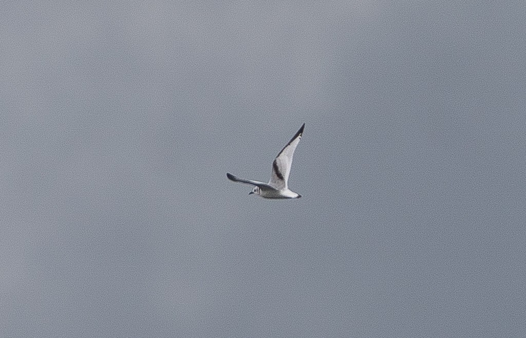 Black-legged Kittiwake - ML384062251