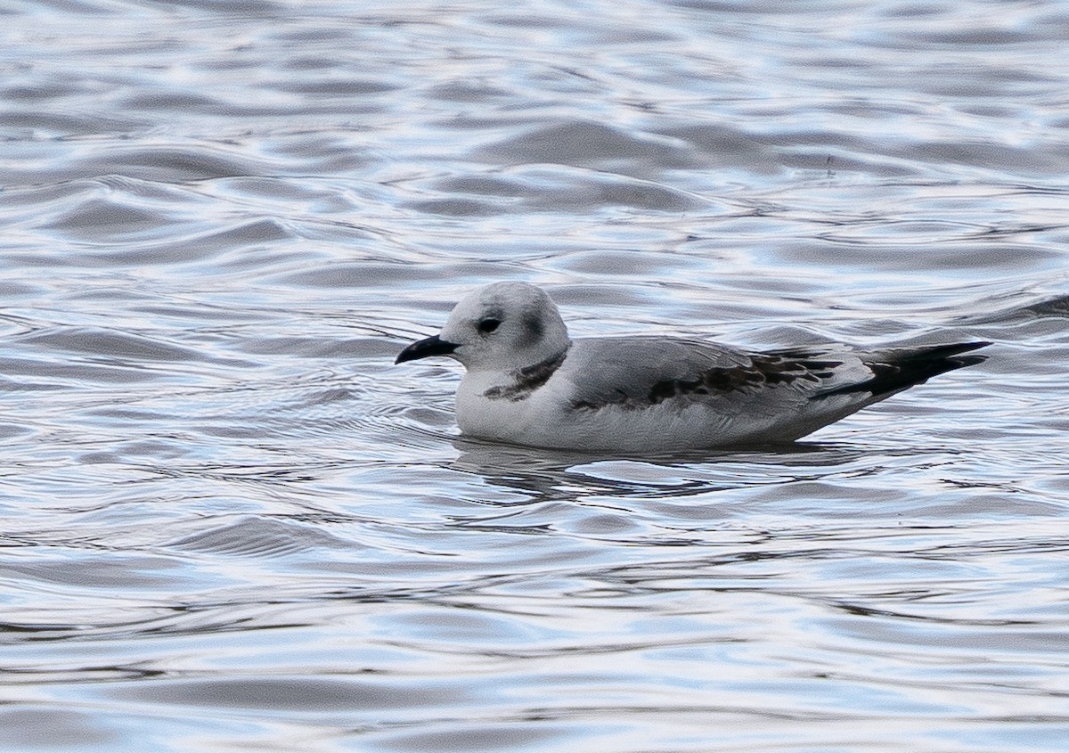 Black-legged Kittiwake - ML384062261