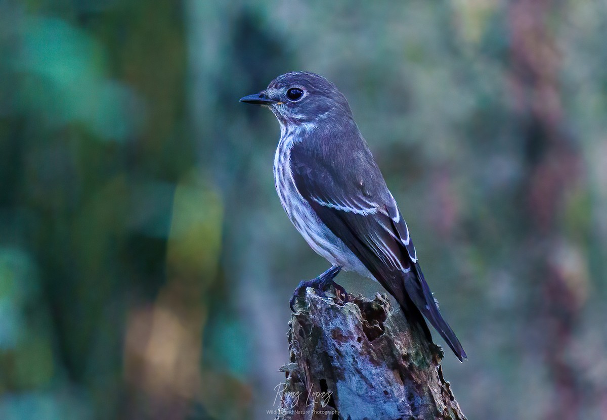 Gray-streaked Flycatcher - ML384062291