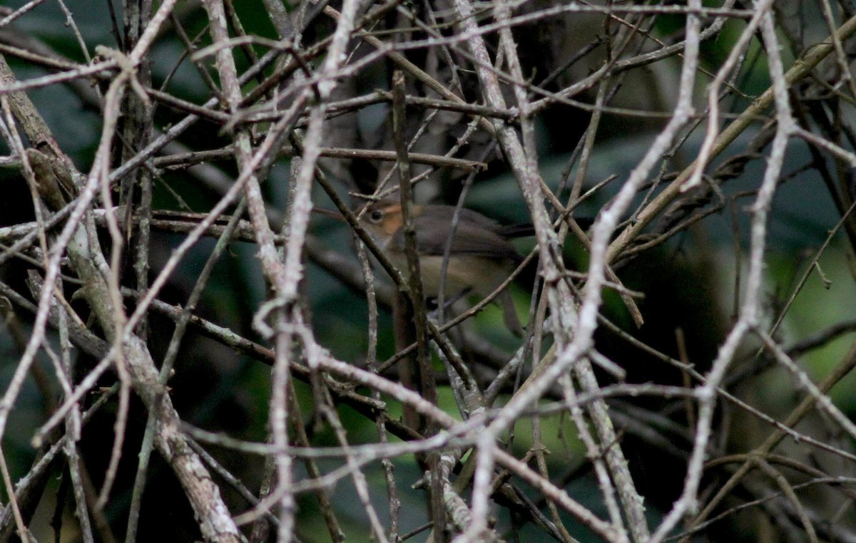 Long-billed Gnatwren (Trilling) - ML38406231