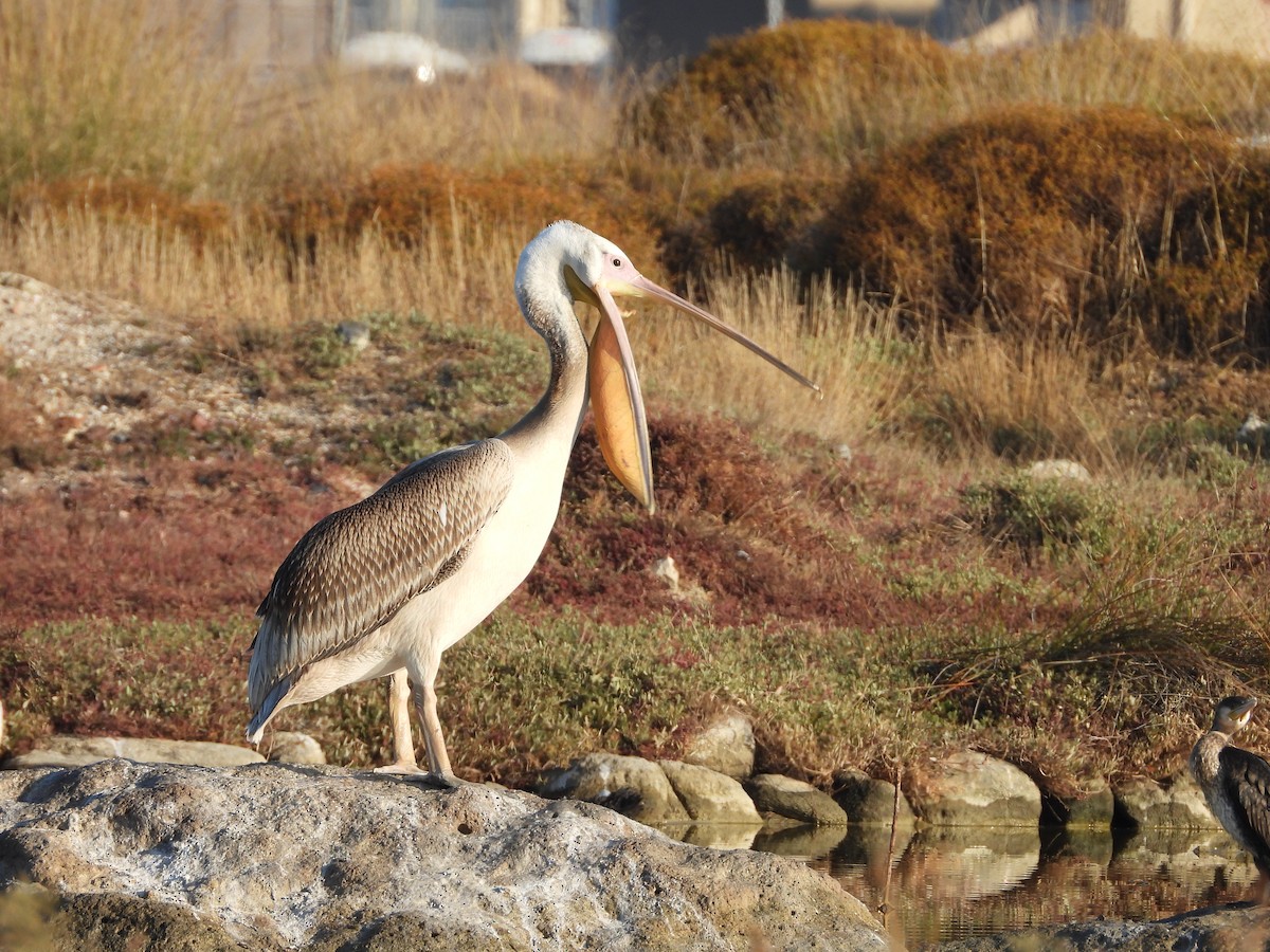 Great White Pelican - ML384062361