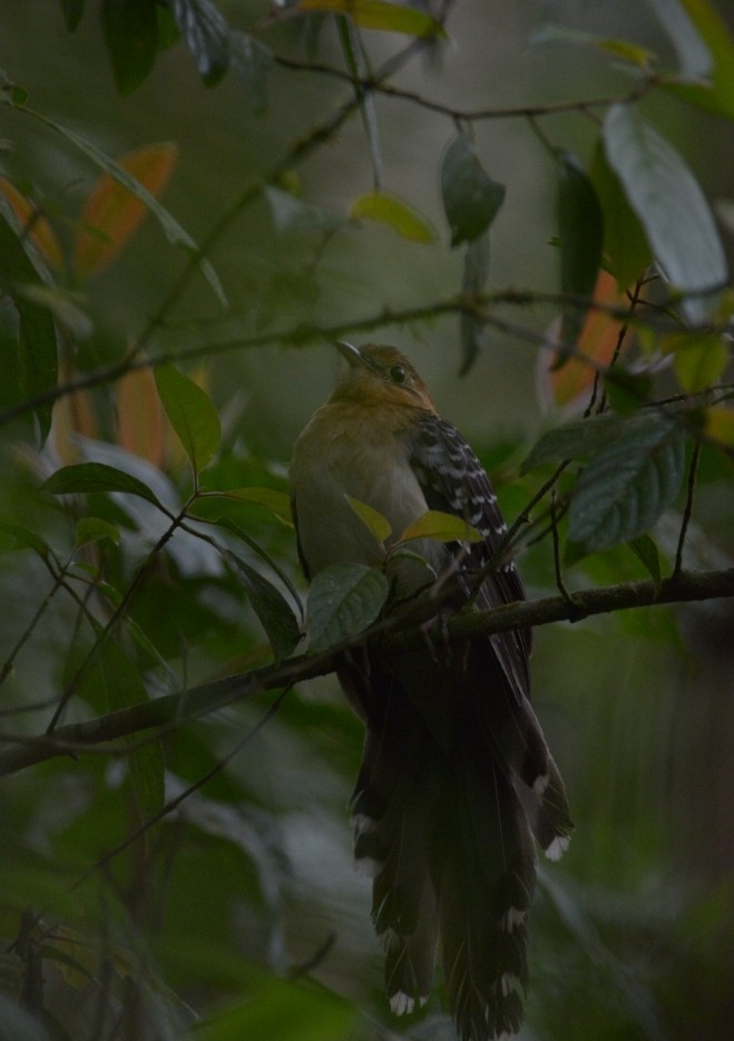 Pavonine Cuckoo - ML384062691