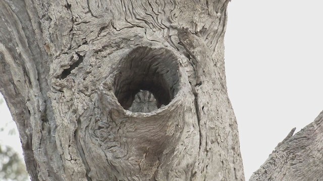 オーストラリアズクヨタカ - ML384063671