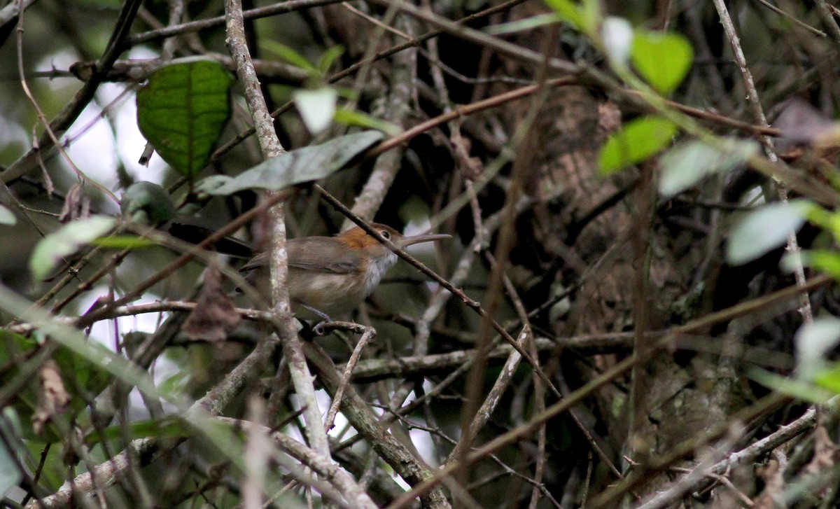 Long-billed Gnatwren (Trilling) - ML38406411